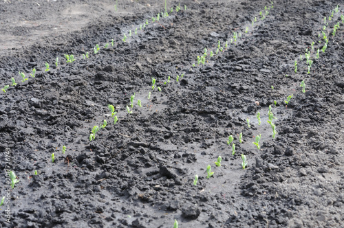 Green pea seedlings growing in the field, close-up photo.
