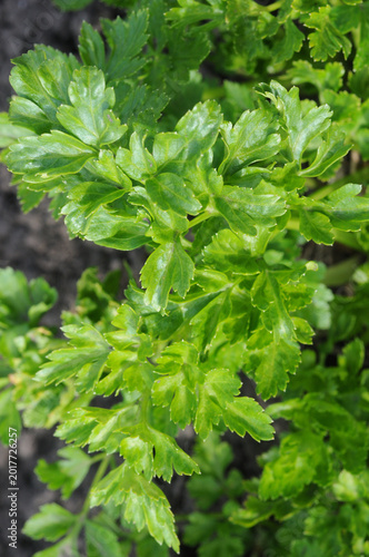 Parsley growing in the garden, closeup of green leaves.