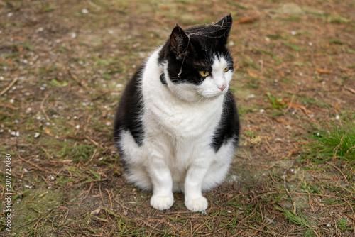 Принти на полотні An overweight black-and-white tomcat is sitting in a yard on natural ground; rem