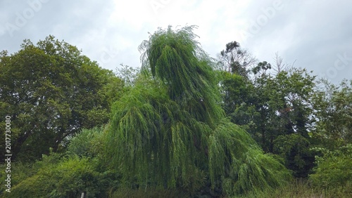 Cuadro en lienzo Large weeping willow tree with long swaying branches and green foliage in a publ