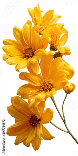 Bright Yellow Flowers With Water Droplets Against A White Background