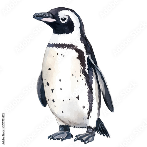 Tableau sur toile watercolor vector of Humboldt Penguin , isolated on a white background