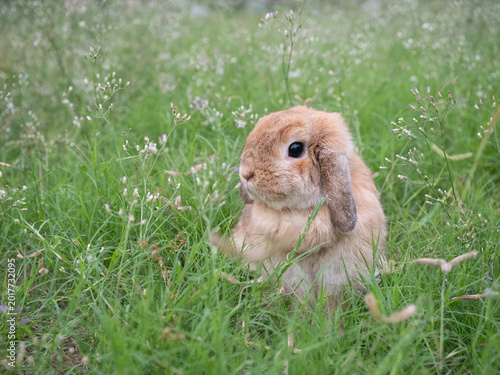 Foto Adorable little brown holland lop rabbit sitting on vibrant green grass in a sunlit garden