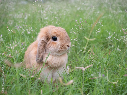 Adorable little brown holland lop rabbit sitting on vibrant green grass in a sunlit garden. Cute and fluffy bunny enjoying a warm spring morning, perfect for nature and pet concepts.