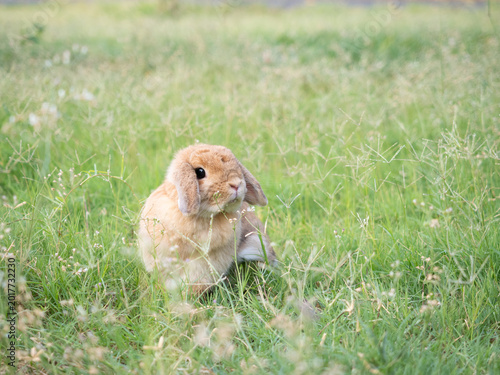 Fotografie Adorable little brown holland lop rabbit sitting on vibrant green grass in a sunlit garden