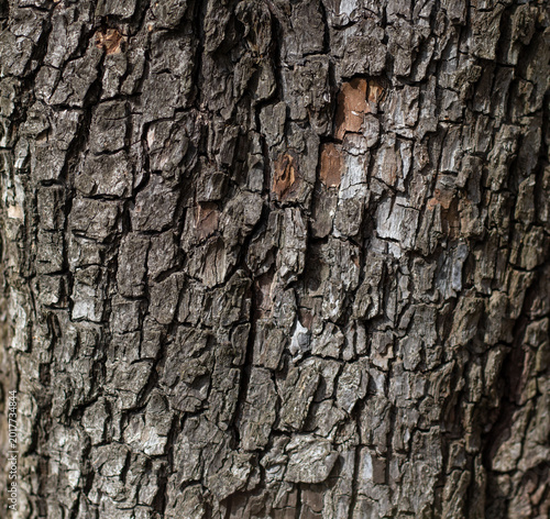 Obraz na płótnie Tree bark texture