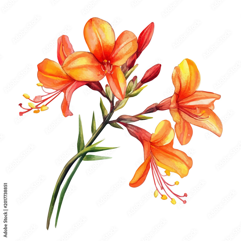 Obraz premium Crocosmia Flower, watercolor illustration, vector, isolated on a white background.