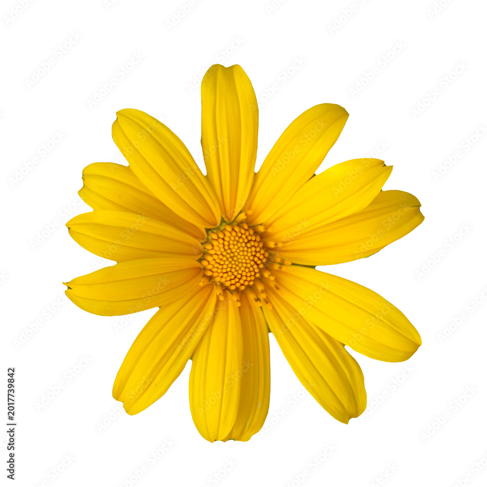 Obraz premium PNG file A vibrant close-up of a sunflower in full bloom, showcasing its bright yellow petals and intricate details. on transparent background PNG