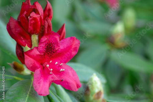 Close-up of beautiful red Azaleas flowers in springtime.