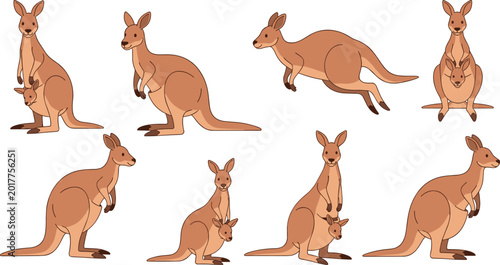 Billede på lærred Australian kangaroo and wallaby vector set featuring mother with joey in pouch jumping and standing poses isolated on white background for wildlife education and tourism branding