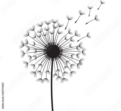 Dandelion seed head with thin ink line art dandelion puff and isolated white background for nature and spring design