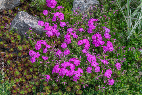 Fotografie Vibrant pink creeping phlox flowers in decorative rock garden