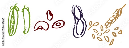 Foto Set of colorful hand-drawn seeds and cereals