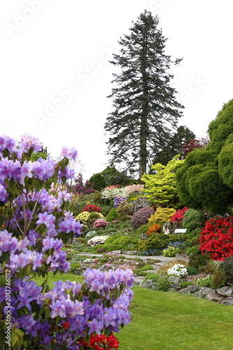 Beautiful Gardens, Cumbria UK with azaleas and rhododendrons in colour.