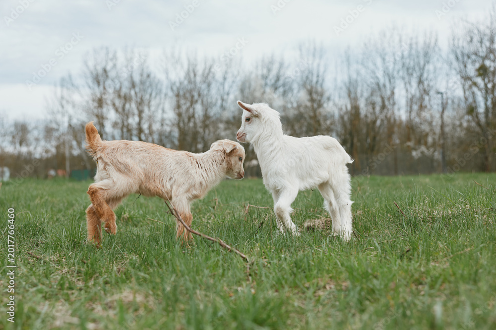 Naklejka premium Two young goats in a grassy field interact playfully, noses touching in a friendly moment. A lifestyle scene featuring farm animals and rural life. The scene conveys calm companionship.