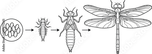 Foto Dragonfly Life Cycle Illustration Showing Egg, Nymph, Adult Transformation, and