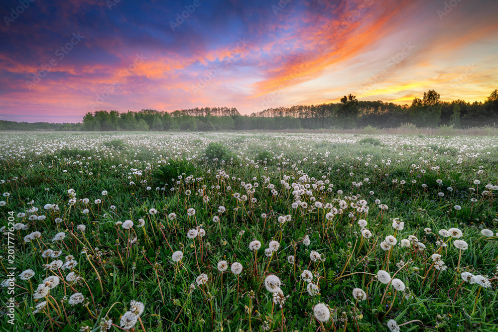 Obraz premium Beautiful spring sunrise over field full of dandelions