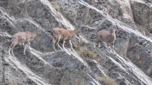 Markhor (Capra falconeri) herd traversing a steep and rocky mountain cliffside in their natural habitat 4k 120fps slow motion footage