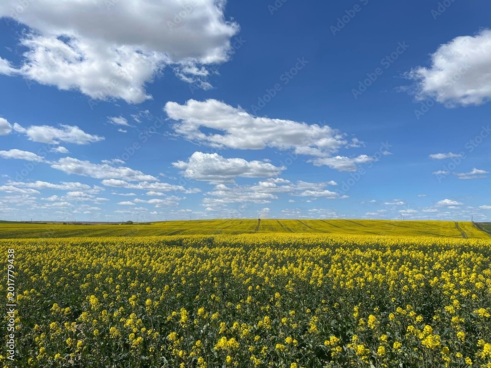 Obraz premium field of yellow flowers