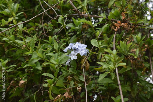 Photos Small cluster of light blue plumbago auriculata flowers blooming in a lush green
