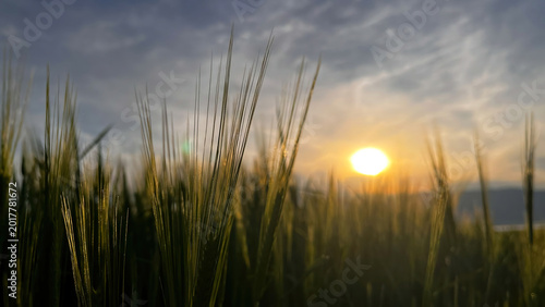 Fotografija The silhouette of wheat stalks glistening in the sunset light and the warm atmosphere created by the setting sun in the background