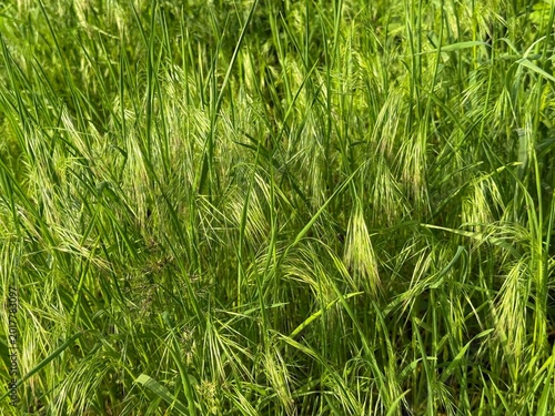 Tableau sur toile Grass bromus tectorum cheatgrass and downy brome plant.