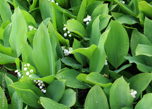 Foto Common lily of the valley (Convallaria majalis) grows in nature