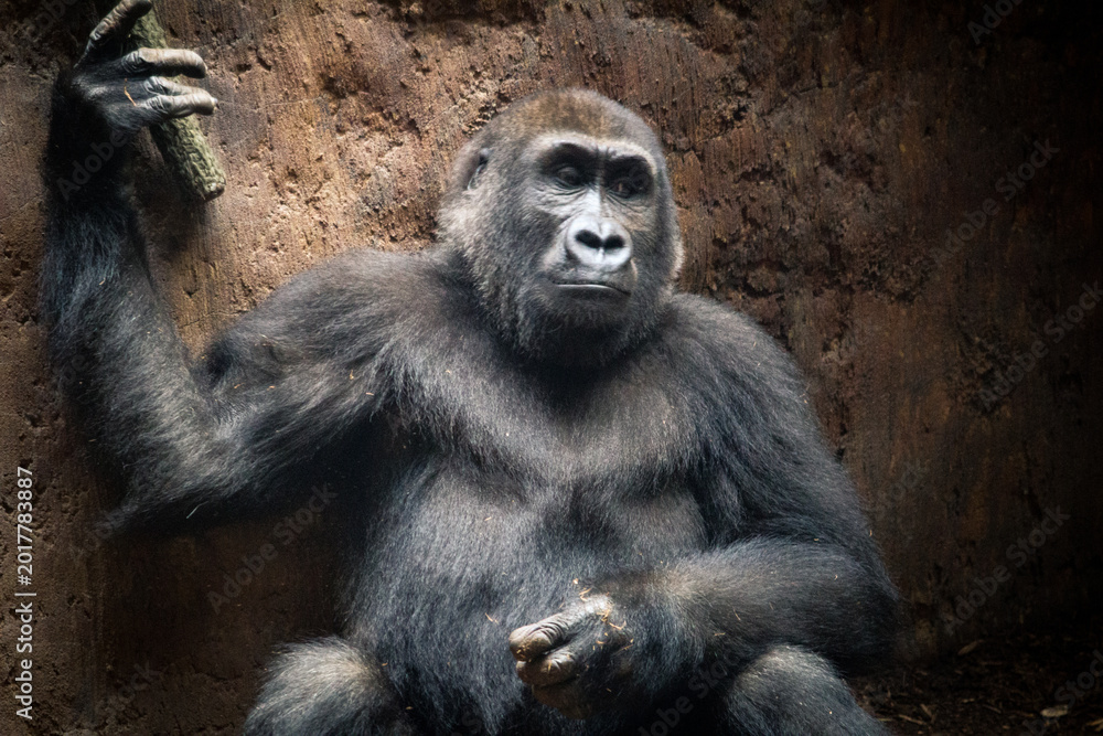 Fototapeta premium Wildlife and exotic animals at the Toronto Zoo in Ontario Canada