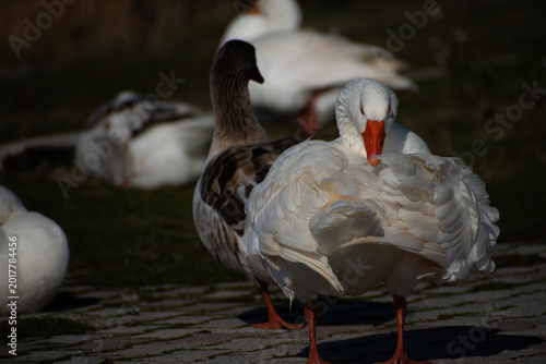 White domestic goose preening its feathers