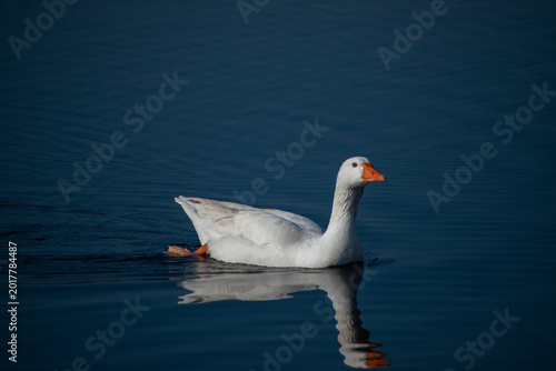 White domestic goose swimming in blue water with reflection