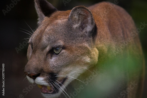 Canvas Print Wildlife and exotic animals at the Toronto Zoo in Ontario Canada