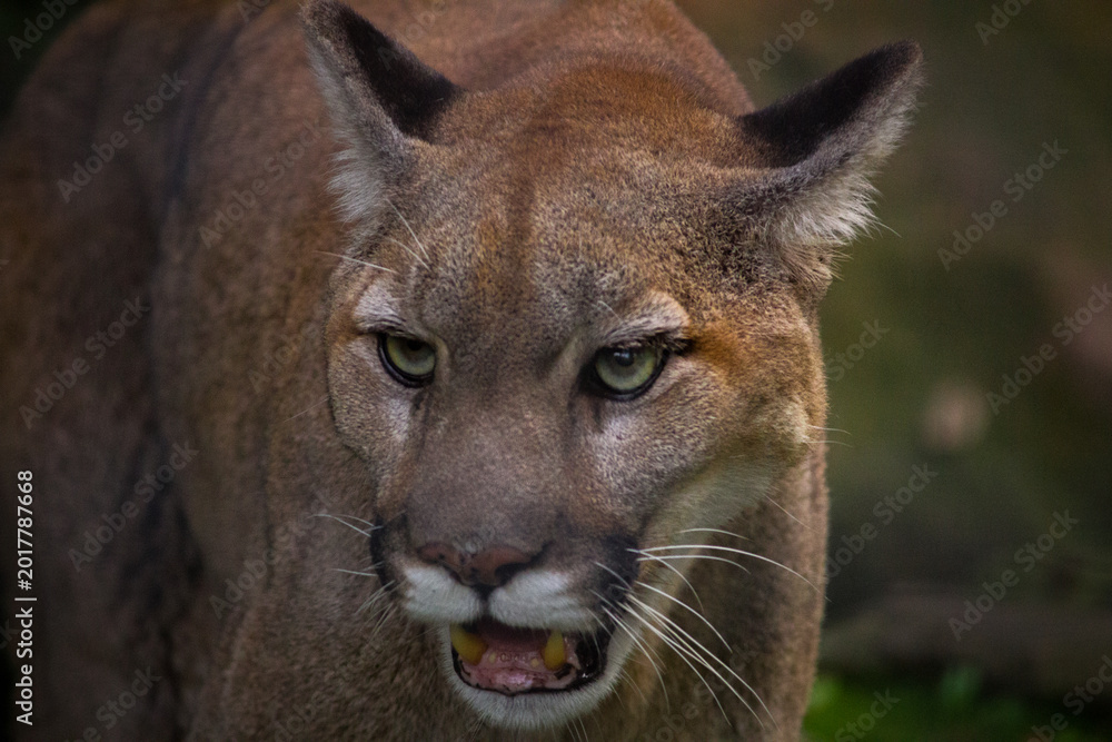 Fototapeta premium Wildlife and exotic animals at the Toronto Zoo in Ontario Canada
