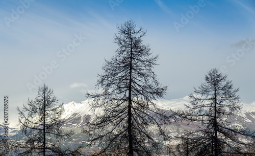 Photos European larch trees, snowy Massif des Écrins in the French Alps