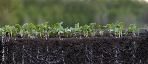 Фотография Seedlings growing in soil with visible underground roots
