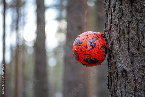 Foto Old worn red soccer ball stuck in a pine tree trunk in a forest, creating a surr