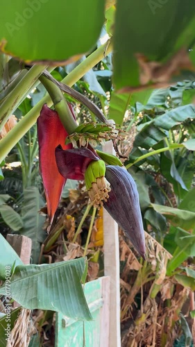 banana blossom on growing plant with visible bracts and early fruit formation, illustrating tropical crop development and natural growth process in agricultural environment