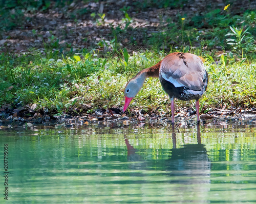 Black-bellied Whistling Duck Looking into Water