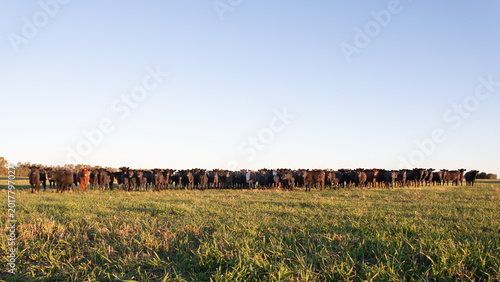 Group of young black and brown steers in the meadow