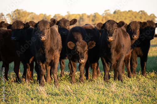 Group of young black and brown steers in the meadow