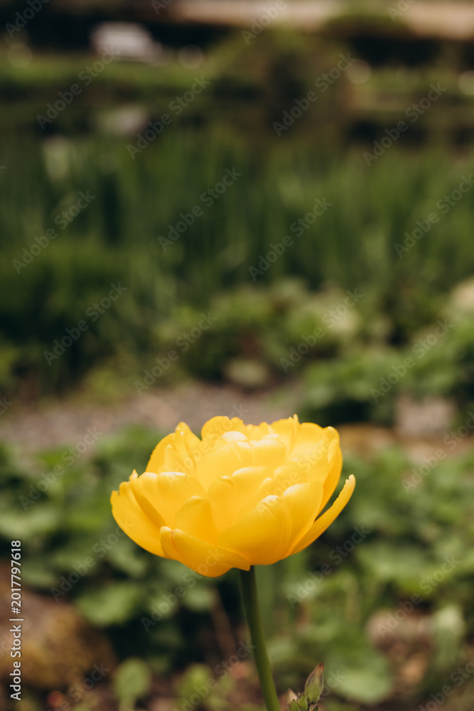 Fototapeta premium Close-up of a vibrant yellow tulip blooming in a lush garden with soft natural light and blurred green background. Elegant spring flower footage ideal for wellness branding, nature themes.
