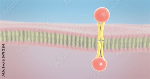 Closeup of two lipid layers forming a phospholipid bilayer in a polar membrane environment, showing molecular structure, fluidity, and biological barrier function with clean microscopic detail