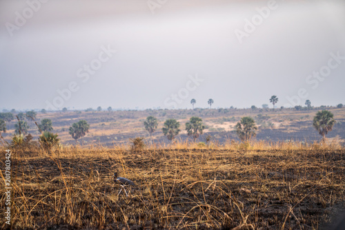 Photography Solitary bird in the burnt savanna of Murchison Falls National Park