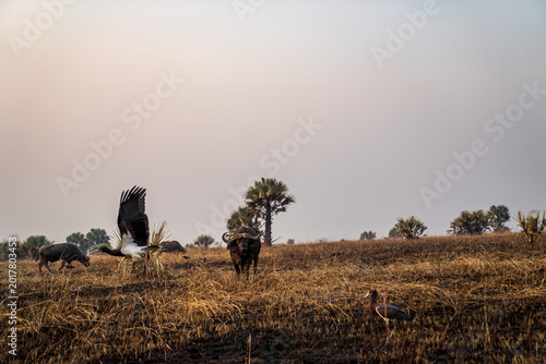 Quadro em tela African buffalo and birds taking flight in the burnt Ugandan savanna