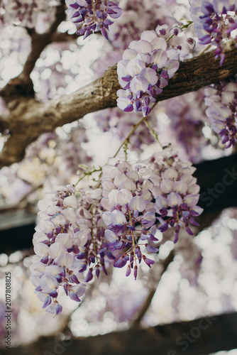 Tender flowers of Wisteria in a spring garden on a sunny day. Selective focus.