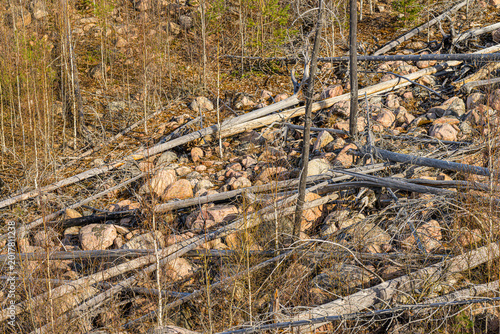 Tableau sur toile Close up of fallen logs and rocks in fire damaged forest terrain with sparse vegetation