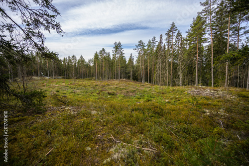 Fotografie Wide view of boreal forest clearing with young regrowth after logging in northern woodland landscape