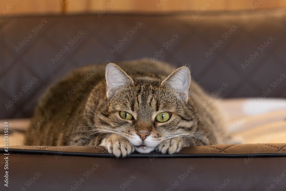 Obraz premium dicke Katz in einem Hunde- oder Katzenbett