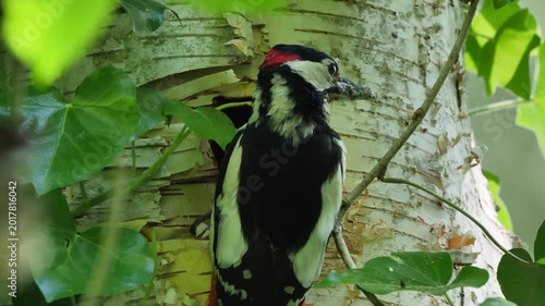 Great spotted woodpecker feeding chicks at the nest hole (Dendrocopos major). Bird feeding chicks with insects.
