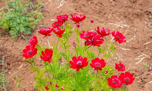 Obraz na płótnie Adonis flammea is a self-growing flower on arid slopes and meadows in spring