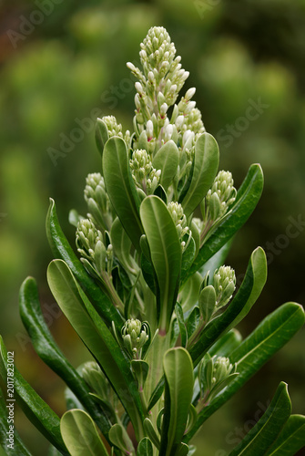 Flowering plant in a botanical garden on Maui Hawaii